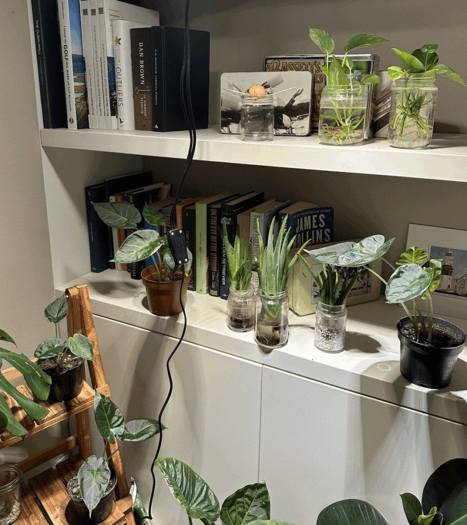 My little propagation station: pothos, alocasia and aloe vera