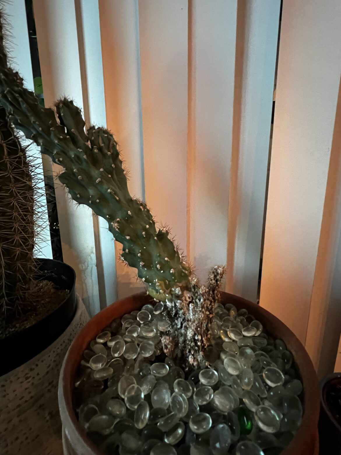 Can my cactus be saved..?