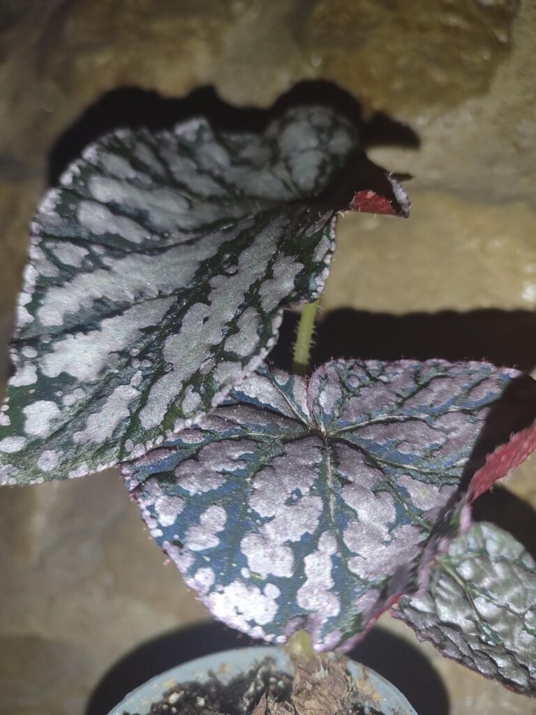 Baby Silver Dollar Begonia Leaf Shine✨