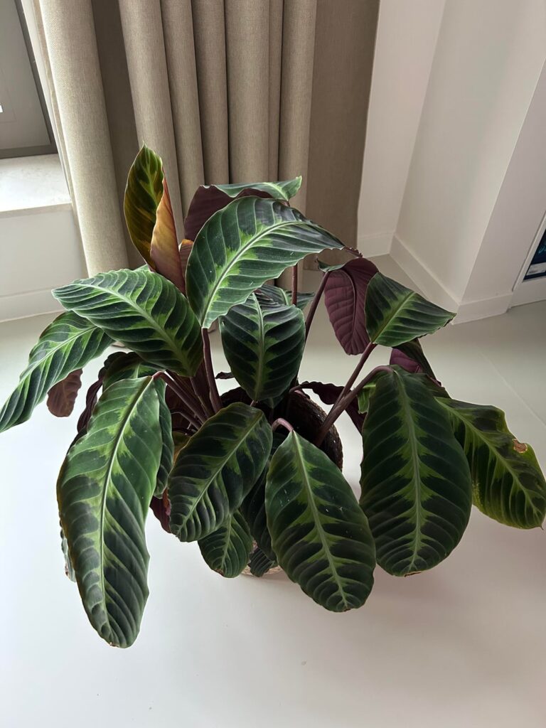 Advice on jungle velvet Advice on jungle velvet