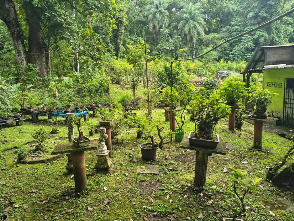 Not mine, a garden I encountered during a hike in Panama
