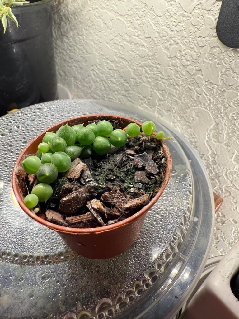 One of my string of pearls! Where it started, and where it’s at now.
