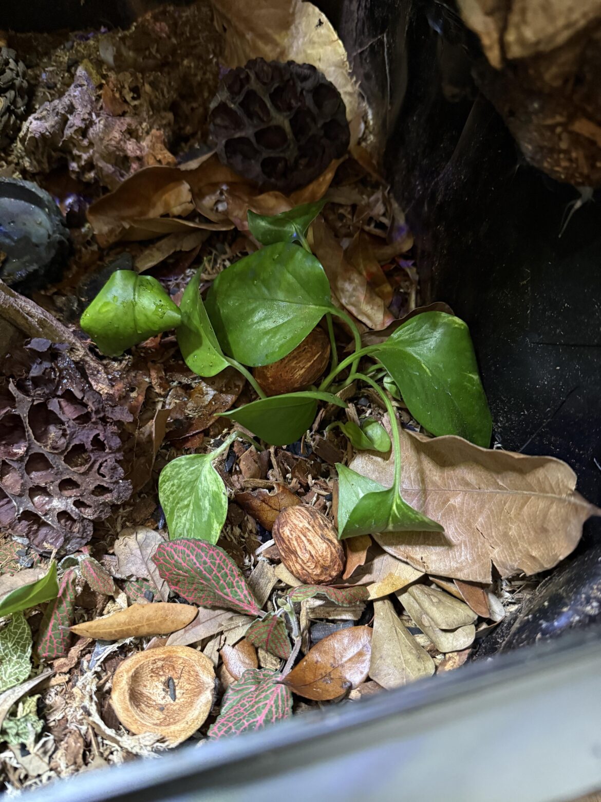 Unhappy pothos, under or overwatering?