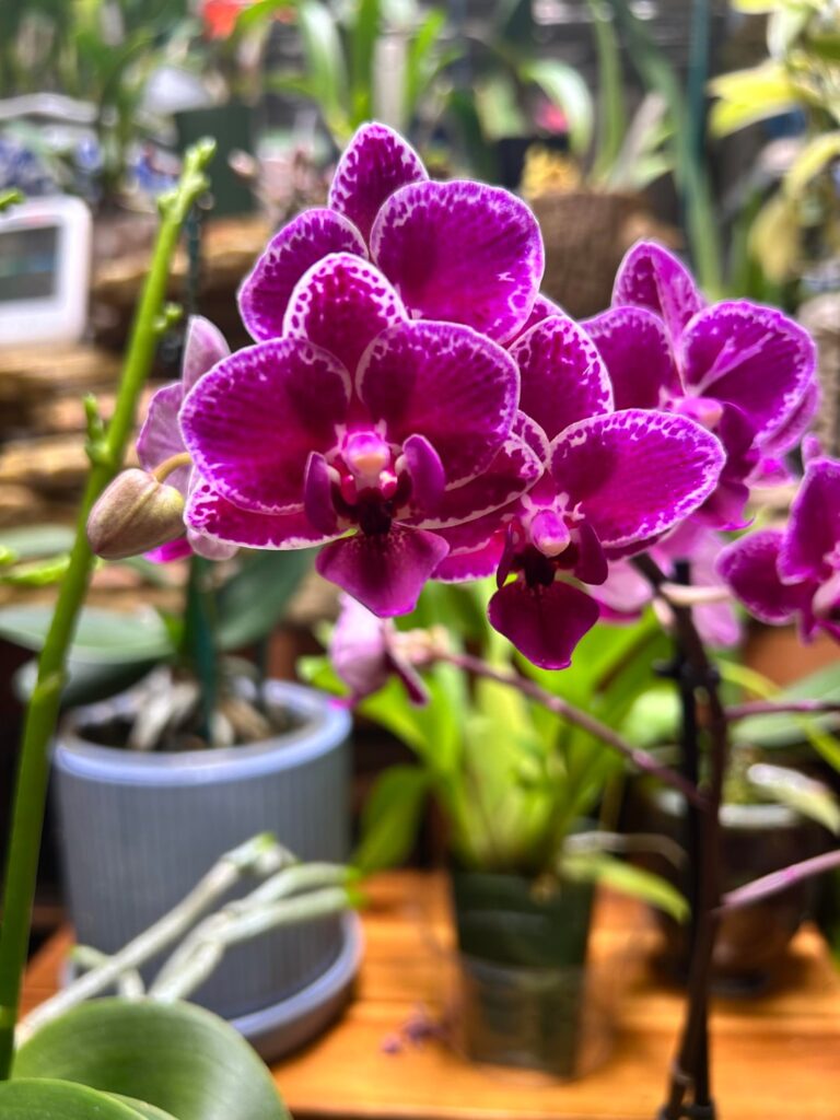 Got sucker punched by a grocery store phal