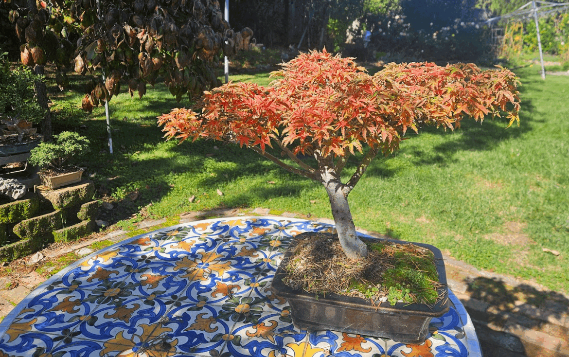 My Shishi wearing fall colors