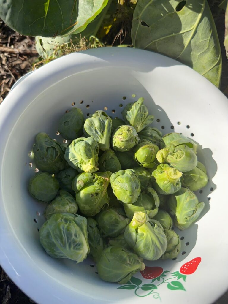 I love cold hardy vegetables