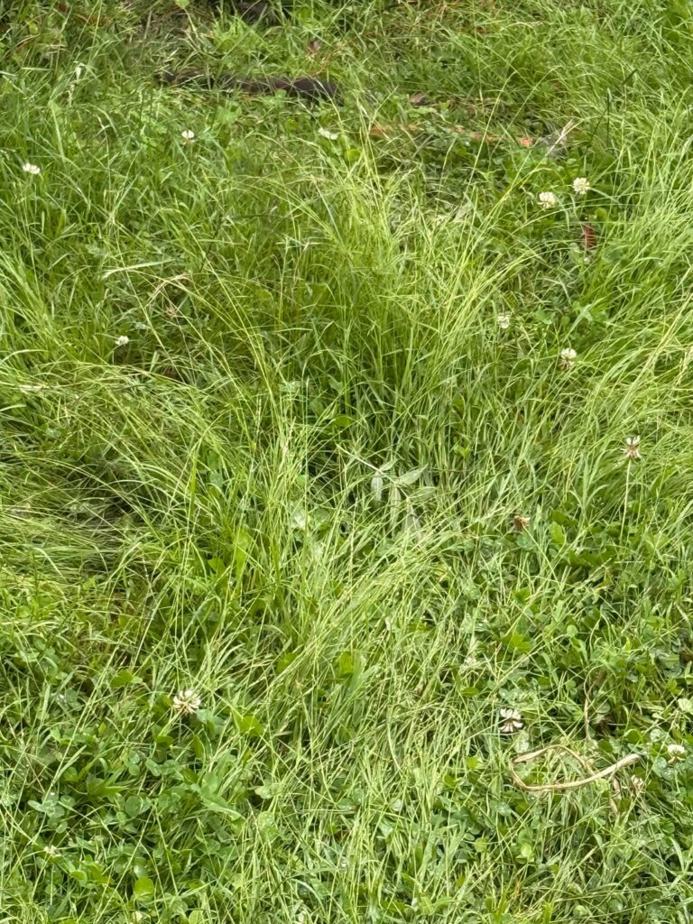 Matching existing grass
