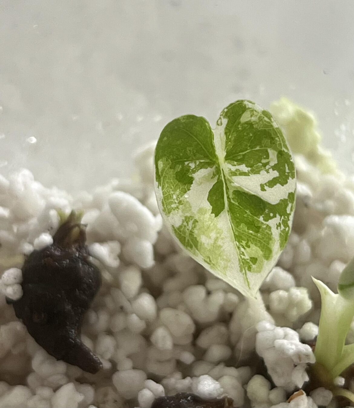 Just wanted to share how cute my tiny alocasia is! A perfect heart - corm for comparison