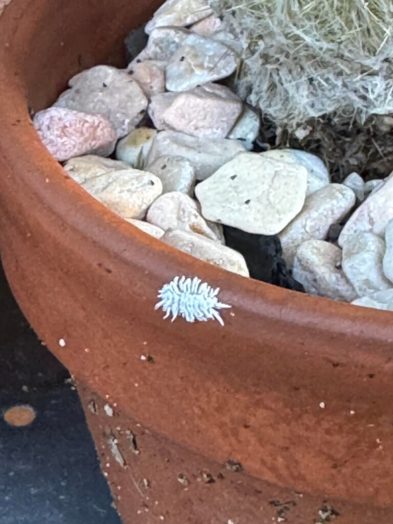 Is this a mealy bug ?!