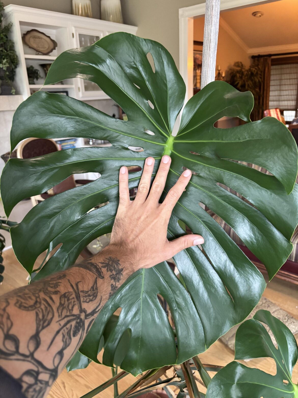New leaf my monstera just put out 😎