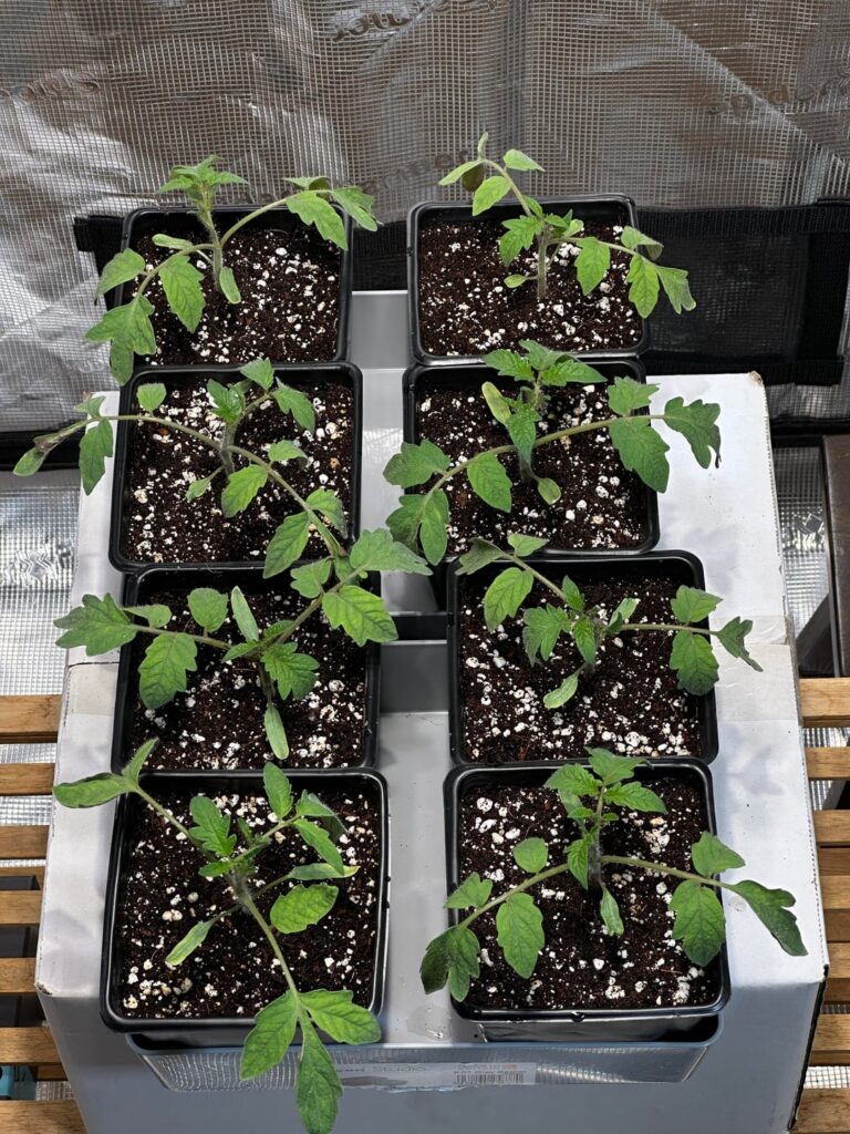 Do these look okay? 3 weeks old from seed Do these look okay? 3 weeks old from seed