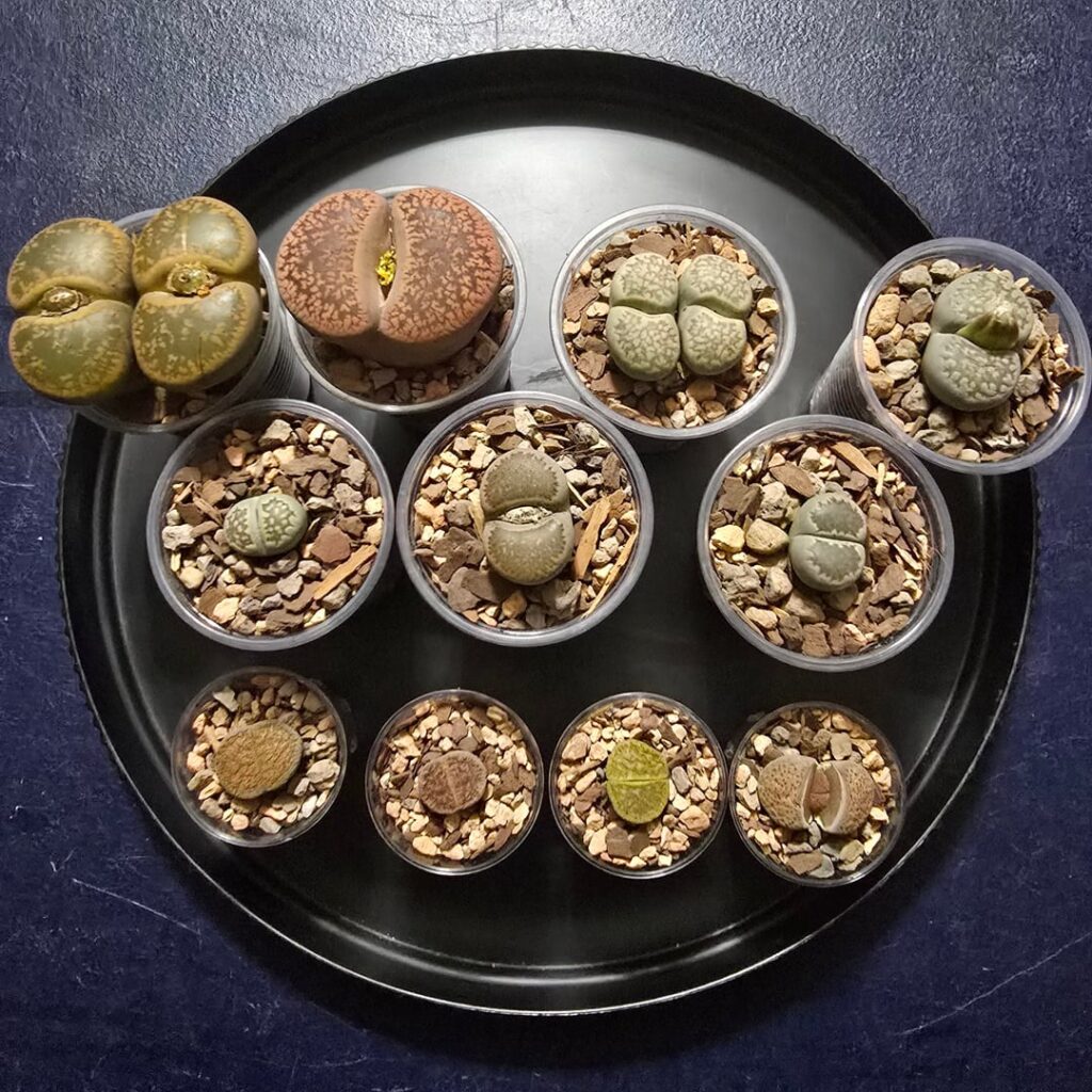 My small collection.