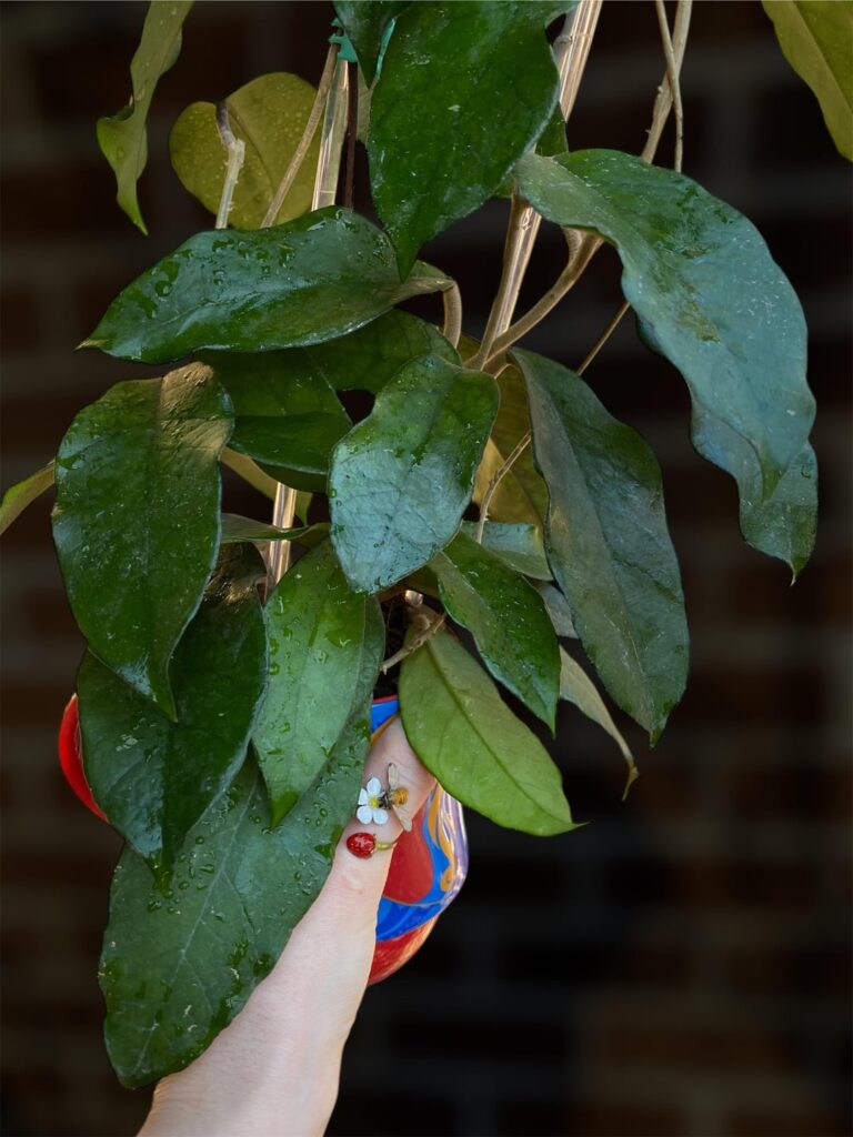 Hoya jianfenglingensis