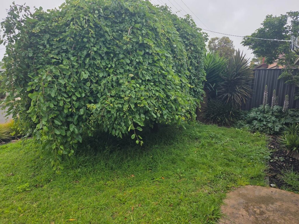 What is this and is it edible.