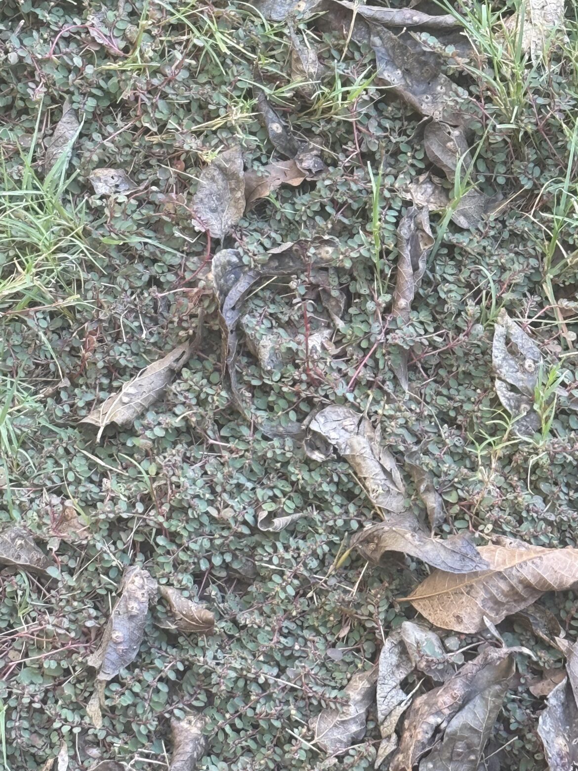 Half my lawn is covered with this