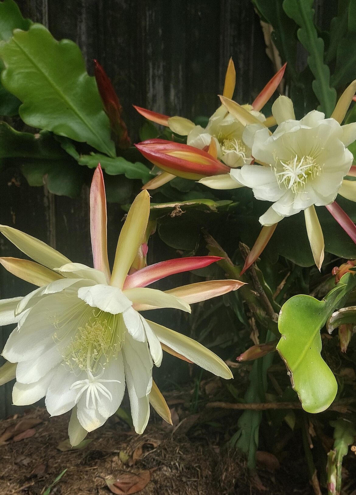 Can anyone identify this flower for me?