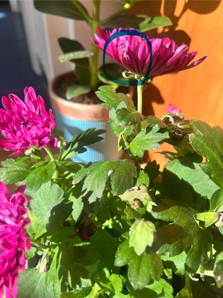 What are these white patches and how is it going to ruin my life?