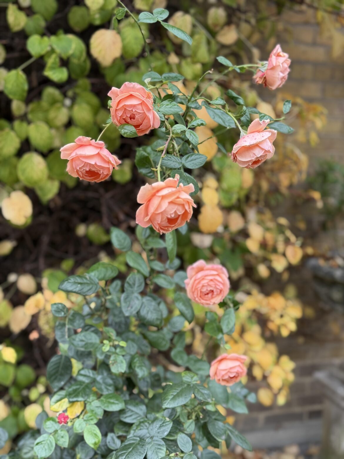 November roses, London