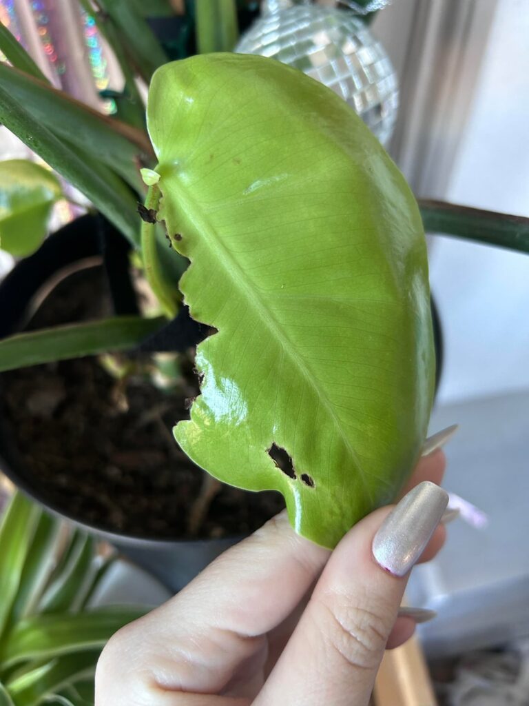 Who’s eating my Monstera??