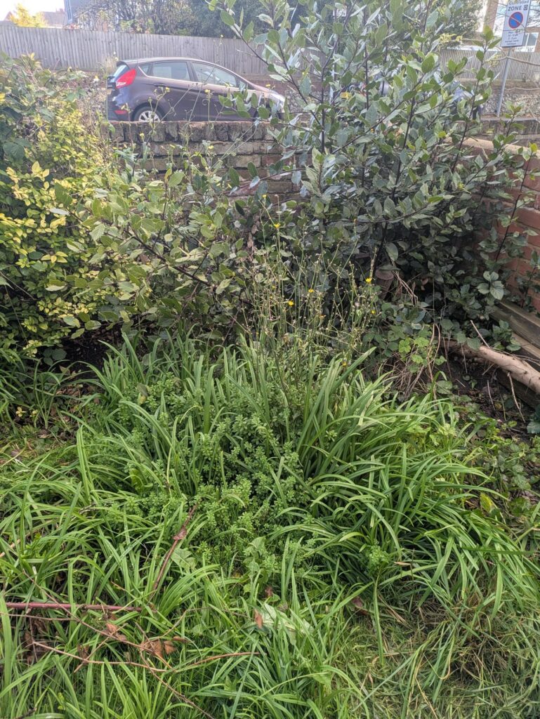 Wild garlic takeover Wild garlic takeover