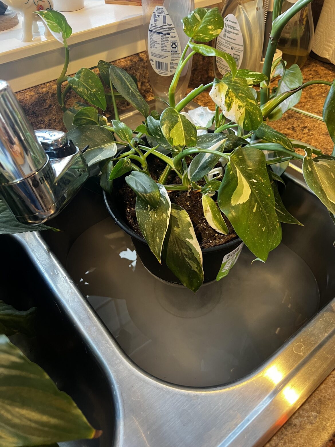 Does bottom watering really matter?