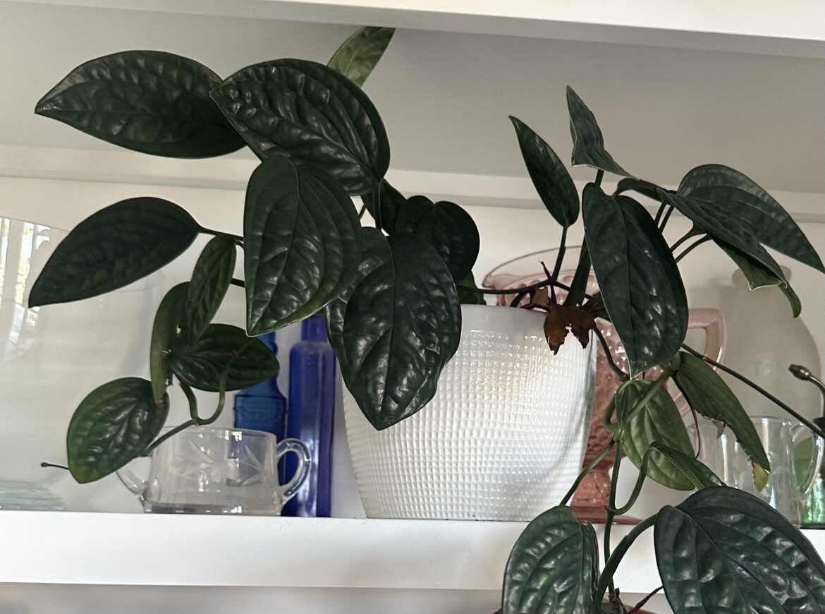 Philodendron or Scindapsus? Philodendron or Scindapsus?