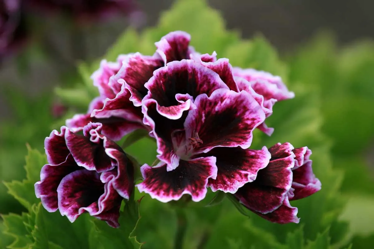 A flower at the Butchart Garden in Victoria, BC