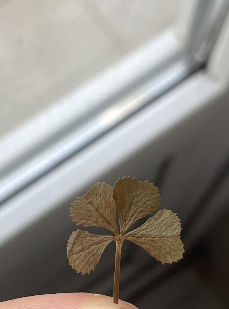 A four leaf clover from 20 years ago