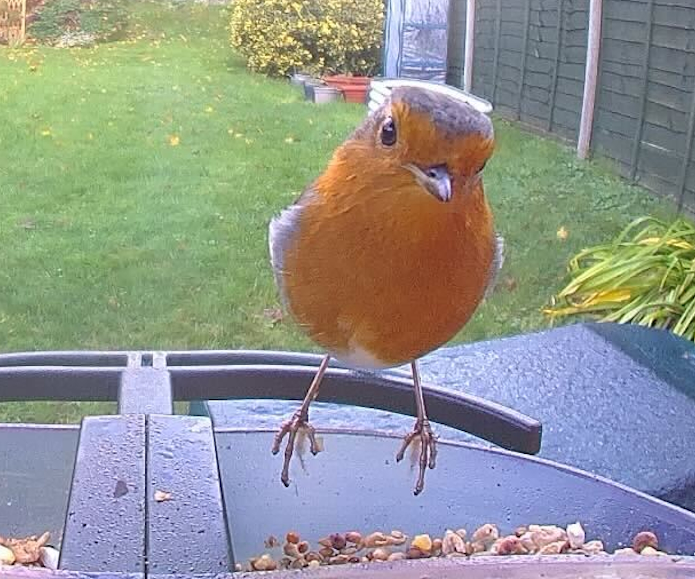 Robin caught on feathersnap bird camera