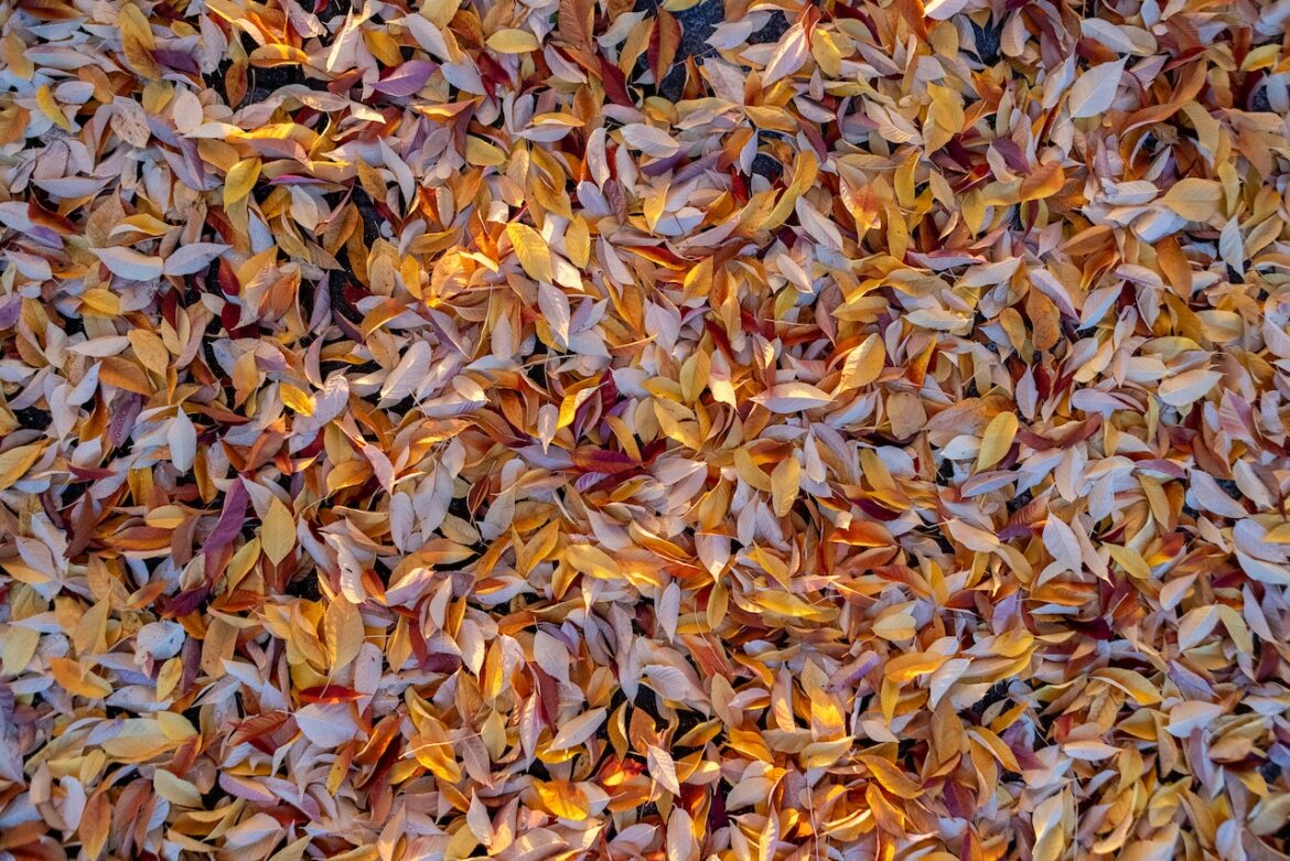 Yard waste to garden treasure: Easy composting methods for beginners Mostly Sunny