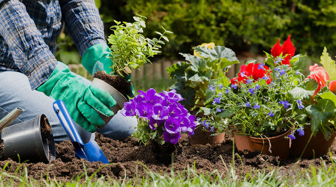 Cayuga County CCE to Offer Master Gardener Volunteer Training Master Gardener Volunteer