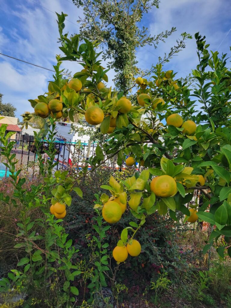 Any recommendations for using 100+ Meyer like lemons?