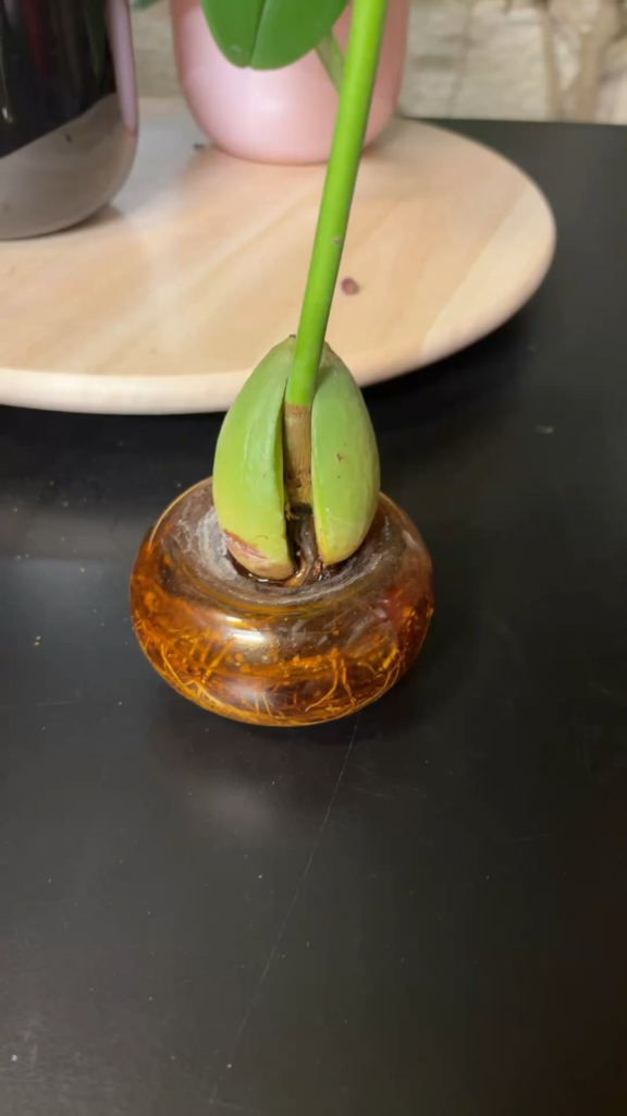 Avocado- what shall I do next??