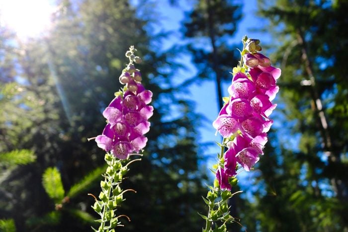 foxglove, deer resistant perennials