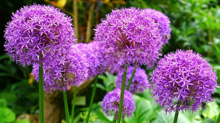 Ball Allium Species Lucy Ball Garden Garden
