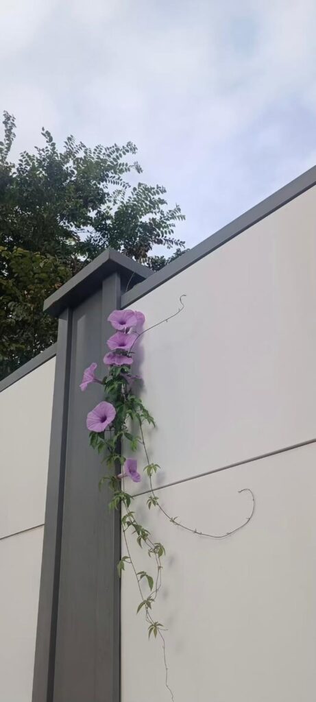 Beautiful flowers are growing on my neighbor's wall  What kind of flowers are they?