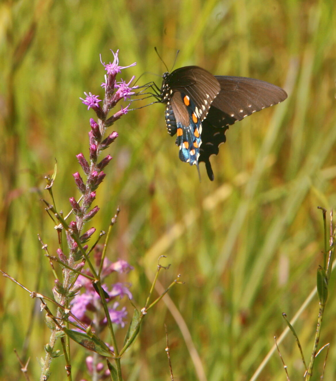 Arboretum Paths: Planning next year’s butterfly garden! Arboretum Paths: Planning next year’s butterfly garden!