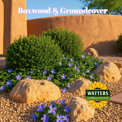"Boxwood & Groundcover", with groundcover that has purple flowers and a few boxwoods planted behind