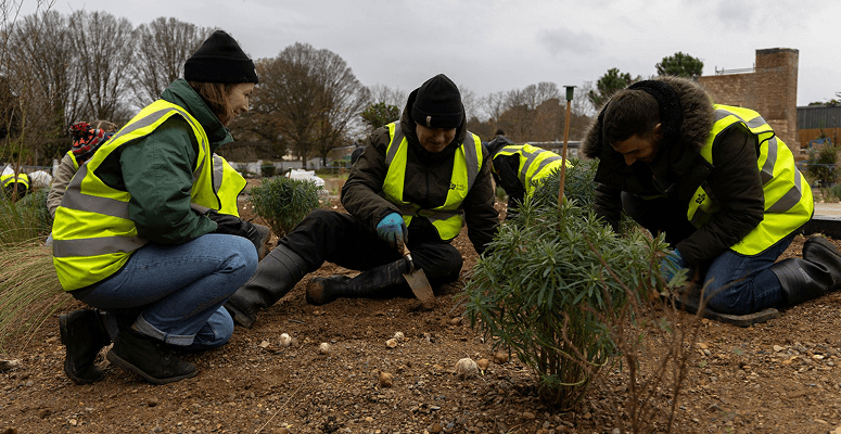 Public plants spring bulbs in Queen Elizabeth II memorial garden Public plants spring bulbs in Queen Elizabeth II memorial garden