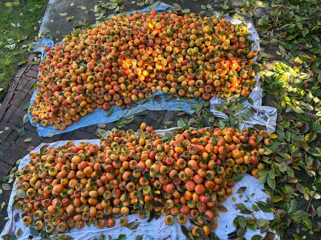 Bumper crop for grandma’s persimmon trees this year!