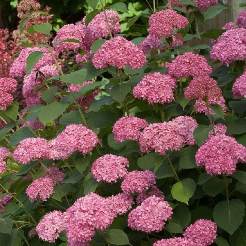 Invincibelle&reg; Spirit Ii Hydrangea - 4" Pot - Proven Winners