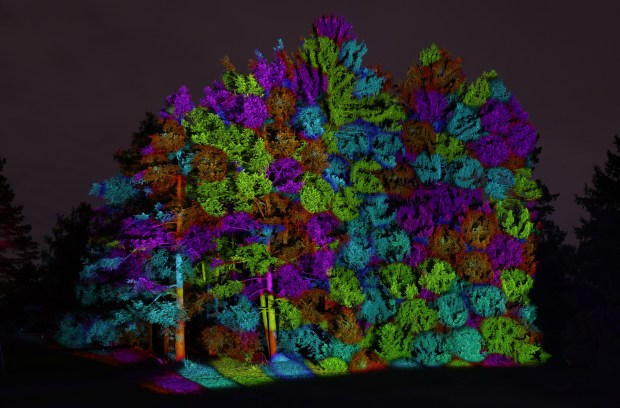 Lights create patterns on a grove of trees for the...