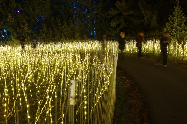 Visitors walk through the "Golden Glade" installation at the Morton...