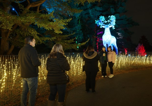 Visitors walk through the "Golden Glade" installation at the Morton...