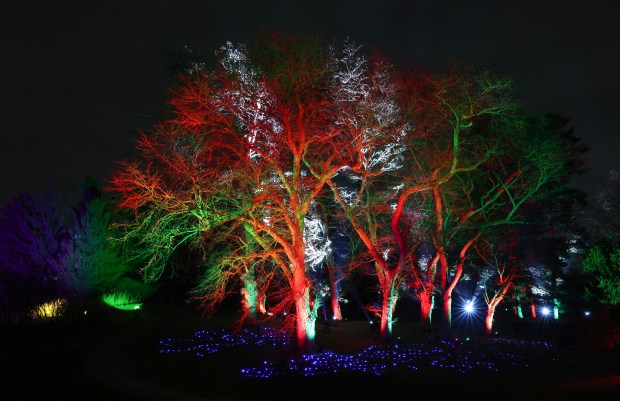 Lights create patterns on a grove of trees at the...