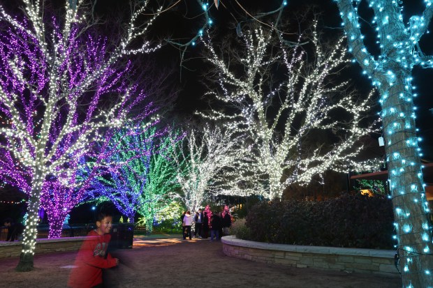 Visitors stand under decorated trees at the Morton Arboretum Illumination...