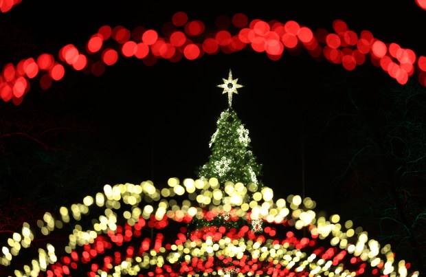 A giant Christmas tree is framed between colored arches at...