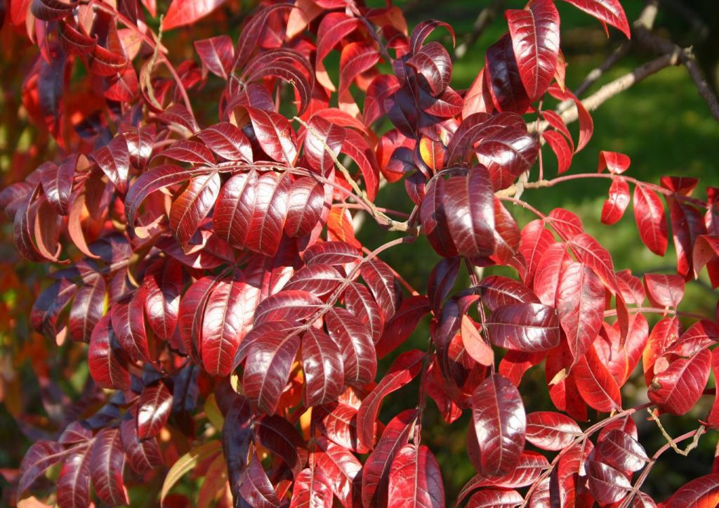 Add pops of autumn color with native shrubs Add pops of autumn color with native shrubs