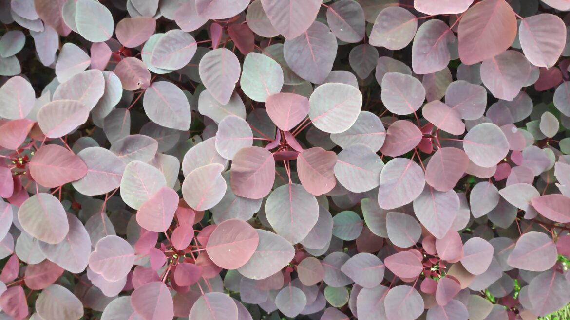 Clicked this foliage in a nearby park. No filters. I think it looks absolutely stunning, hope y'all like it too 💁