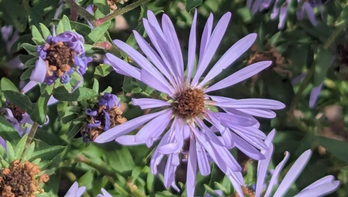One Reddit user's stunning photo of a Common Buckeye butterfly on a vibrant purple aromatic aster was shared.